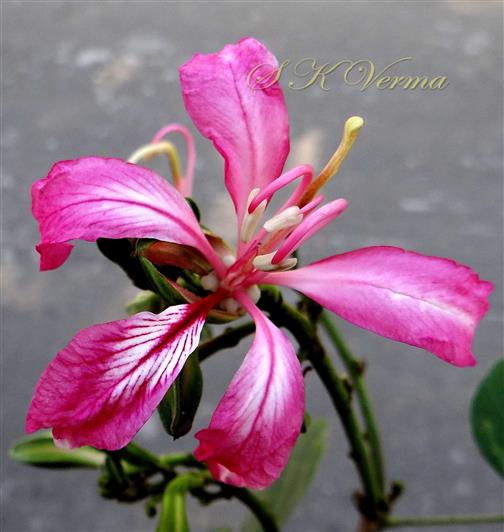  Flower
